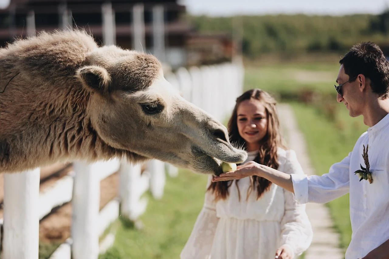 Фото Экоранчо - отдых на ферме в Алексеевке - развлечение в Москве | Досугатор